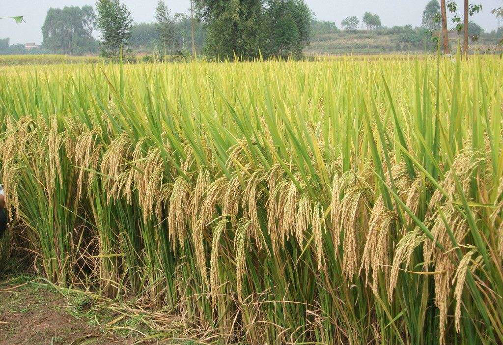 自育+引進，寧夏調整水稻育種思路