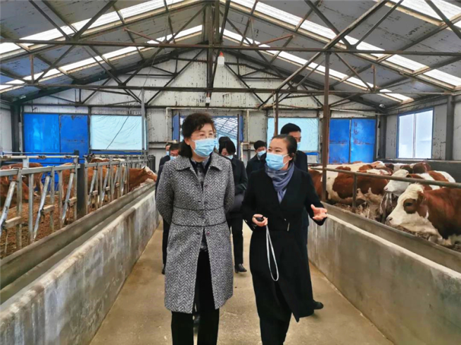 吉林省副省長李悅到樺甸調研肉牛產業發展情況