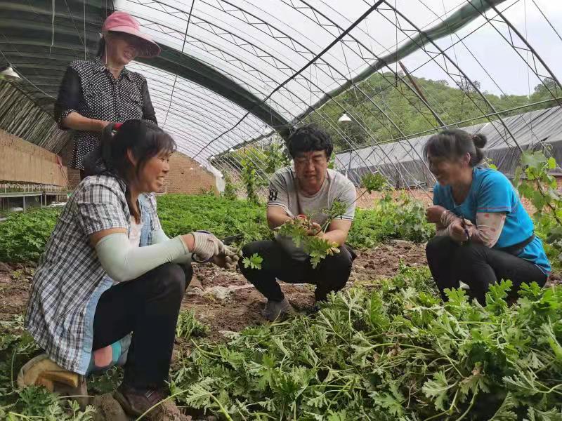 北京市委農工委、市農業農村局開展“干部科技人員進村入戶”活動