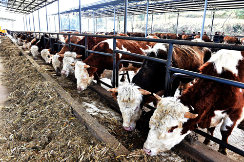 吉林省推動畜牧業向強省跨越 突出優質肉牛產業全產業鏈發展 