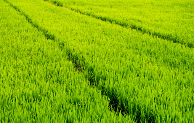 重慶巴南區2021年將建設高標準農田2.54萬畝