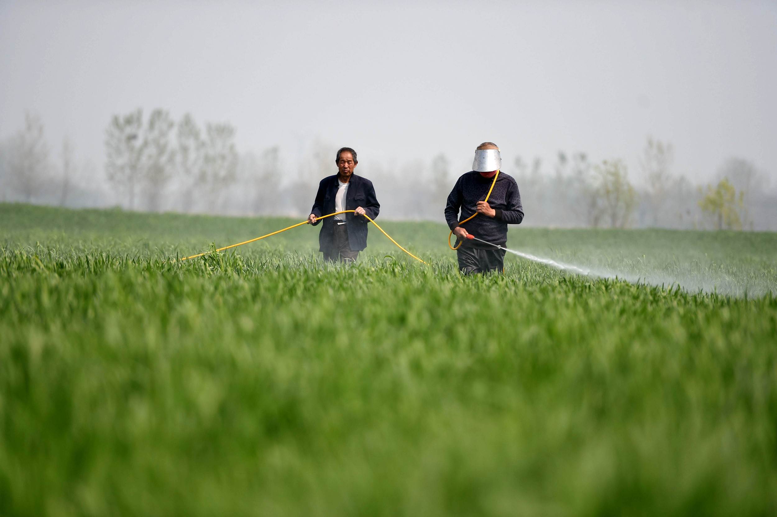 安徽亳州：防治小麥赤霉病 確保豐產豐收