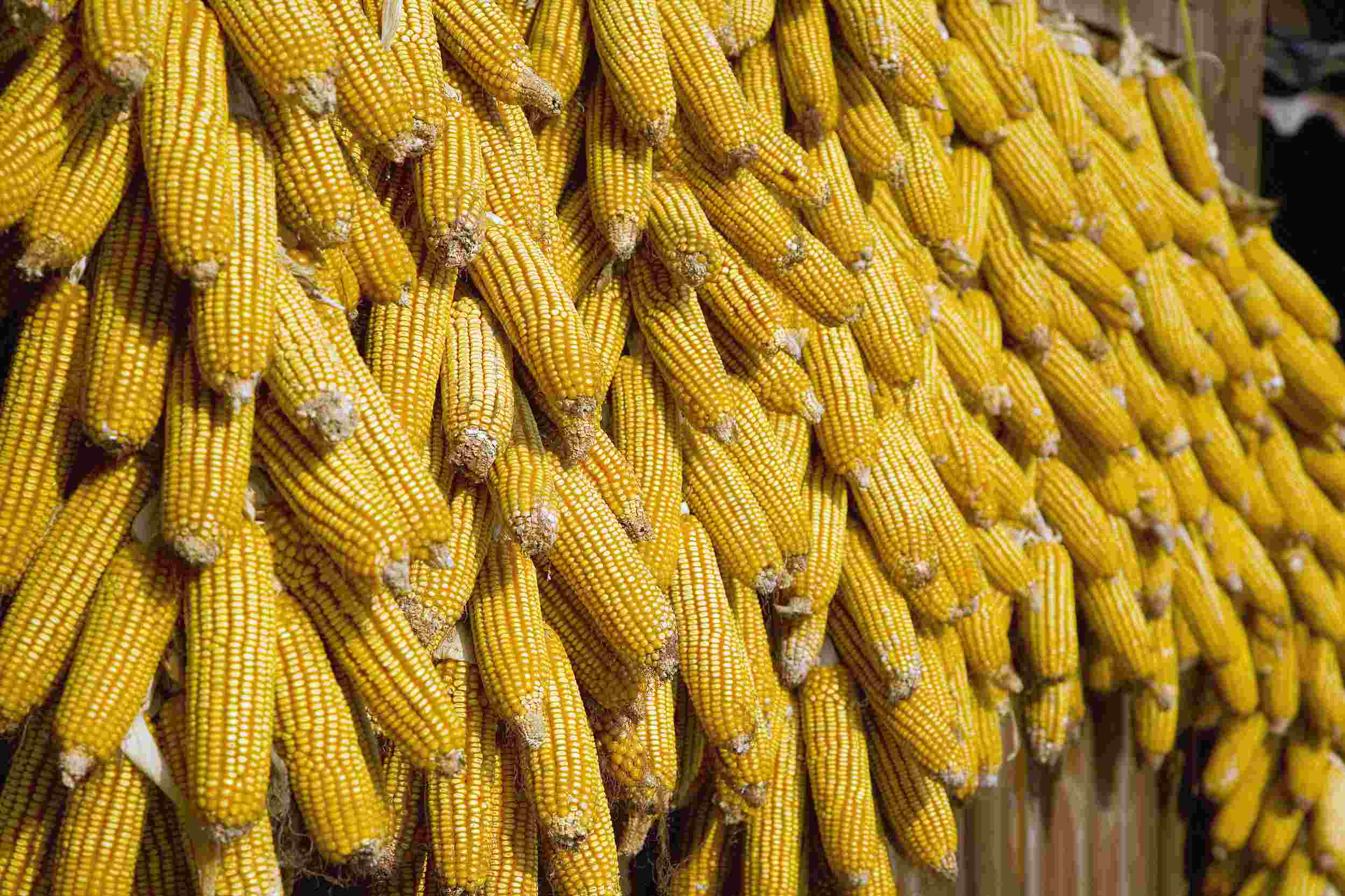 新疆瑪納斯：10萬畝制種玉米全面開播