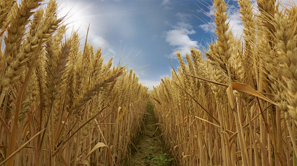 廣西印發2022年水稻玉米高產攻關行動實施方案